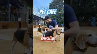 Doggie's Paradise in Bengaluru 🐶🐾❤️ #bangalore #bengaluru #travel #dog #dogs #dogshorts