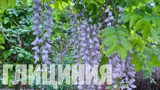 Садоводство.Цветущая глициния.#лианы #цветы #пениептицдлясна #сад #еда #душа #бог #законбожий #юг