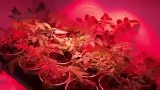 Master cob Indoorled 600W - Full Spectrum