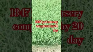 1847 paddy nursery #kisan #paddyfarming #farmer #paddy #1847