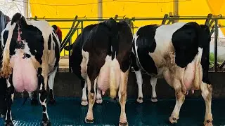 50 Liter Milk || Rate-90,000 || Top quality HF cows for sale || Gurwinder Dairy Farm