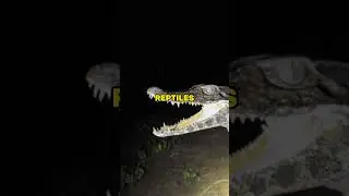 The Most Endangered Reptiles on Earth #didyouknow #PhilippineCrocodile #endangeredspecies
