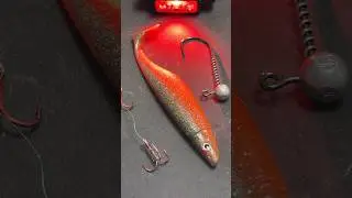 Fishing Tips: Big Silicone Shad for Trophy | Zander Gro&szlig;er Silikon-Shad f&uuml;r kapitale Zander
