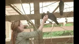 Migration Patterns of American Crows