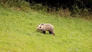 The brown bear grazes in Oravice - Orava / Medveď hned&yacute; sa pasie v Oraviciach - Orava