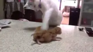 Чудо котятки, Я кончил радугой