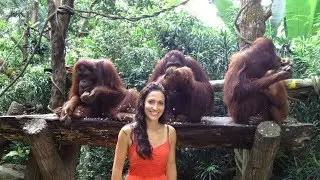 Enjoy Breakfast with Orangutans at Singapore Zoo