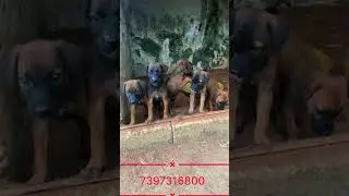 Kombai puppy&rsquo;s available #kombaidogs #kombai #kombaipuppy #dog #puppy #pets #madurai #reels #petshop