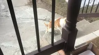 Why Cats show you their butt according to science?