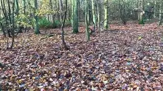 UK Wildman - Little Big Berry... 6.5ft Ground Stick.. oh my.
