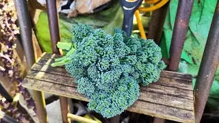 MARCH ~ Last weekend tasks    #allotment #allotmentlife #amersham #allotmentdiary #sreekanth #bandi
