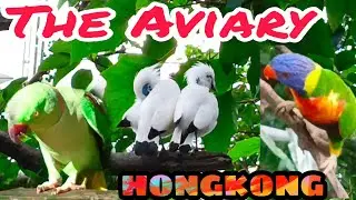 HONGKONG PARK EDWARD YOUDE AVIARY/BIRDS PART( 1)