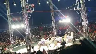 Live from the UniverSOUL Circus!! (Camel Act)