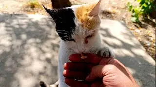 I made a new friend. What should I name him?