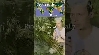 The Rare Texas Wild Rice