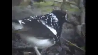 Spotted Forktail