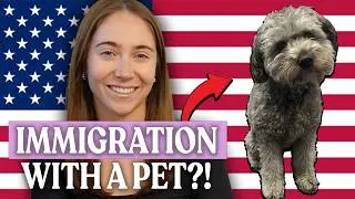 Переезд в Америку с домашним животным (все, что вам нужно знать)