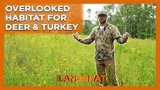 Don't Sleep On This For GREAT Deer & Turkey Habitat!