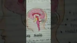 Diagram of human brain and neuron class 10 | control and coordination |