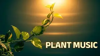 LIVE 🌿 Music for Plants | Calm Growth Stream
