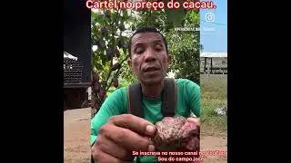Cocoa price