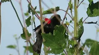 Redwinged Blackbird