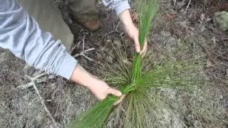 Saving Longleaf Pines