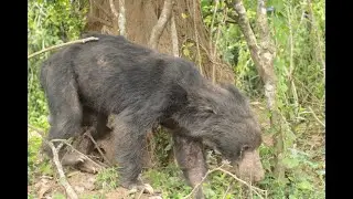 Animals at Yala Park