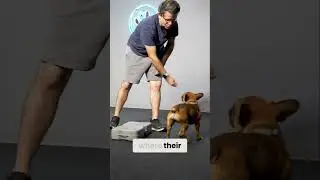 Unlock Dog Agility: Master Paw Placement for Balance & Core Strength!