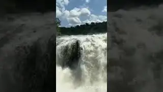 World's strongest Waterfall #explore #wildlife #murchisonfalls @David_1_Guide