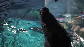 Crocosaurus Cove's Cage of Death