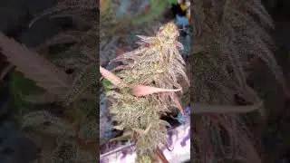 Lilac d x (chemdxi95) #fire #garden #life #lifestyle lif