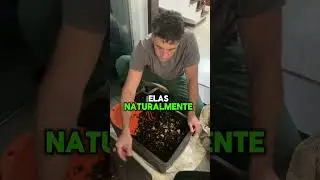 Como tirar o adubo da sua composteira