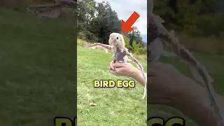 This girl found a strange bird egg in her yard and hatch it