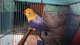 Parblue opaline 