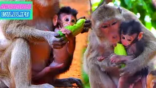 Lovely Baby Monkey Really Wants To Eat Food With Mommy