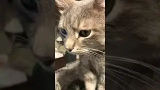 Purring and congested?