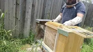 Inspection of my backyard hives. Have they made queens?  May 11, 2023