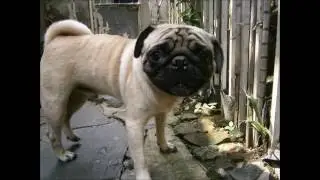 Puggy the Pug
