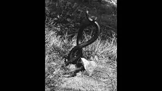 hakken (prod. banes)
