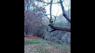 Ричи Бультерьер на дереве Bull Terrier Richi on the tree