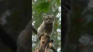 Манулы в зоо
