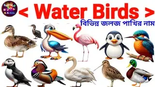 Water Birds | বিভিন্ন জলজ পাখির নাম | Kids Learning Video