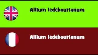 FROM ENGLISH TO FRENCH = Allium ledebourianum