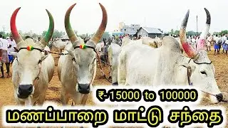 மணப்பாறை மாட்டு சந்தை | Manapparai Mattu sandhai | #xplorewithvj |