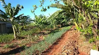 Experiências agroflorestais do MST em Ribeirão Preto