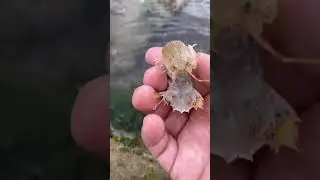 #8 WoW! Catching Seafood Videos (Fish, Crab, Octopus...) | Mr. seafisher