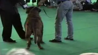 World Show Amsterdam 2002 1.2.avi