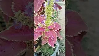 Flowers 🥀 #viral #shorts #shortvideo