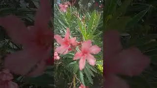 rosa laurel o adelfa.
